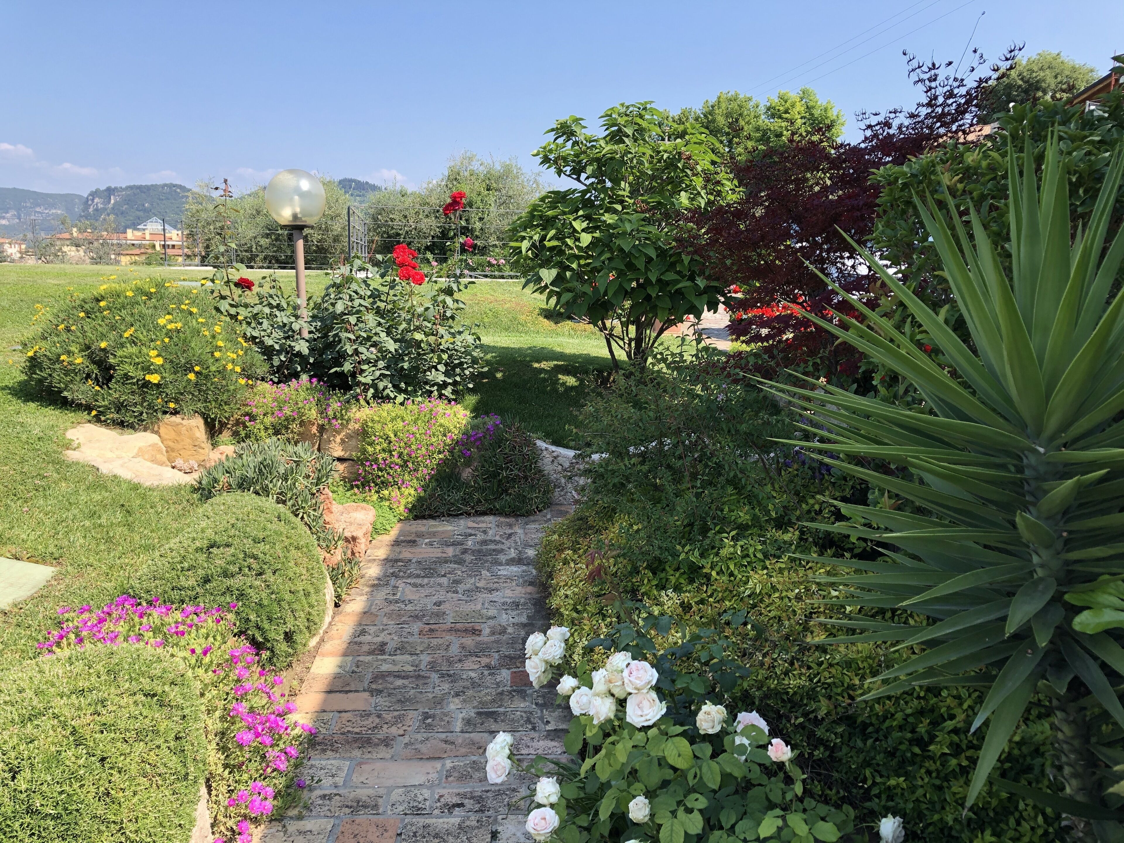 A garden pathway with various plants and flowers.