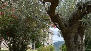A rocking chair under a tree in a garden with a building in the background.