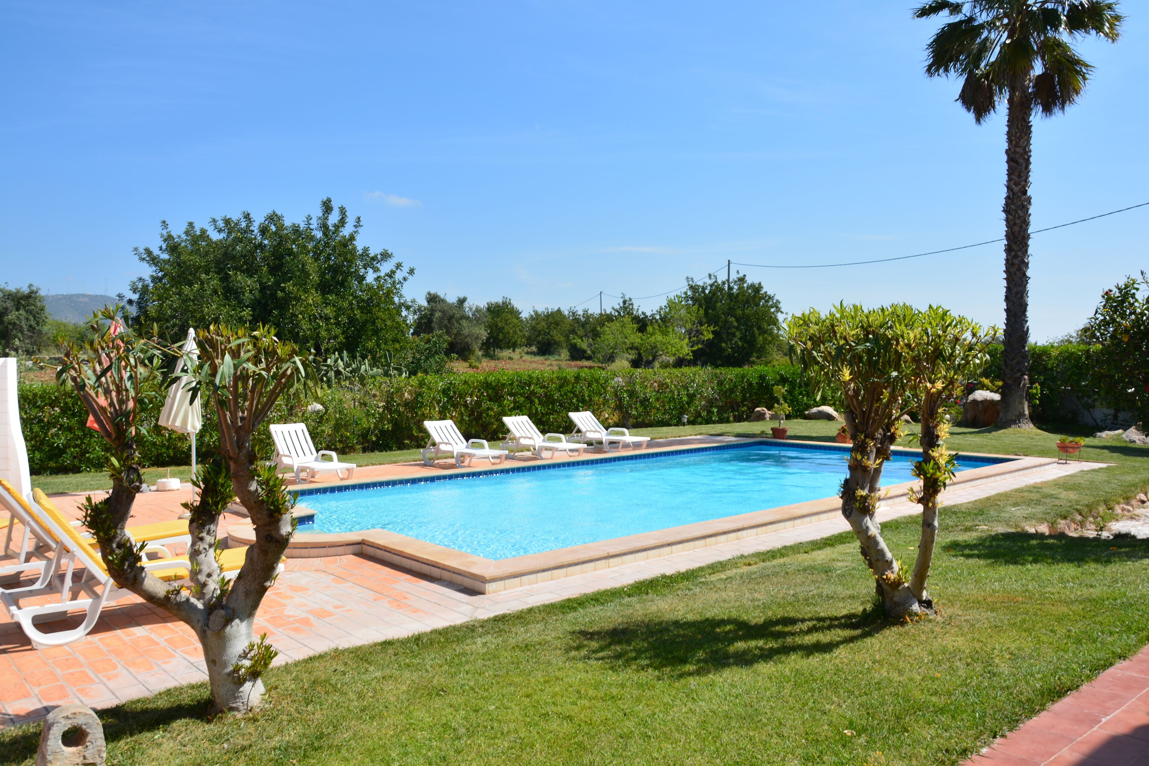 A swimming pool with white lounge chairs and a palm tree.