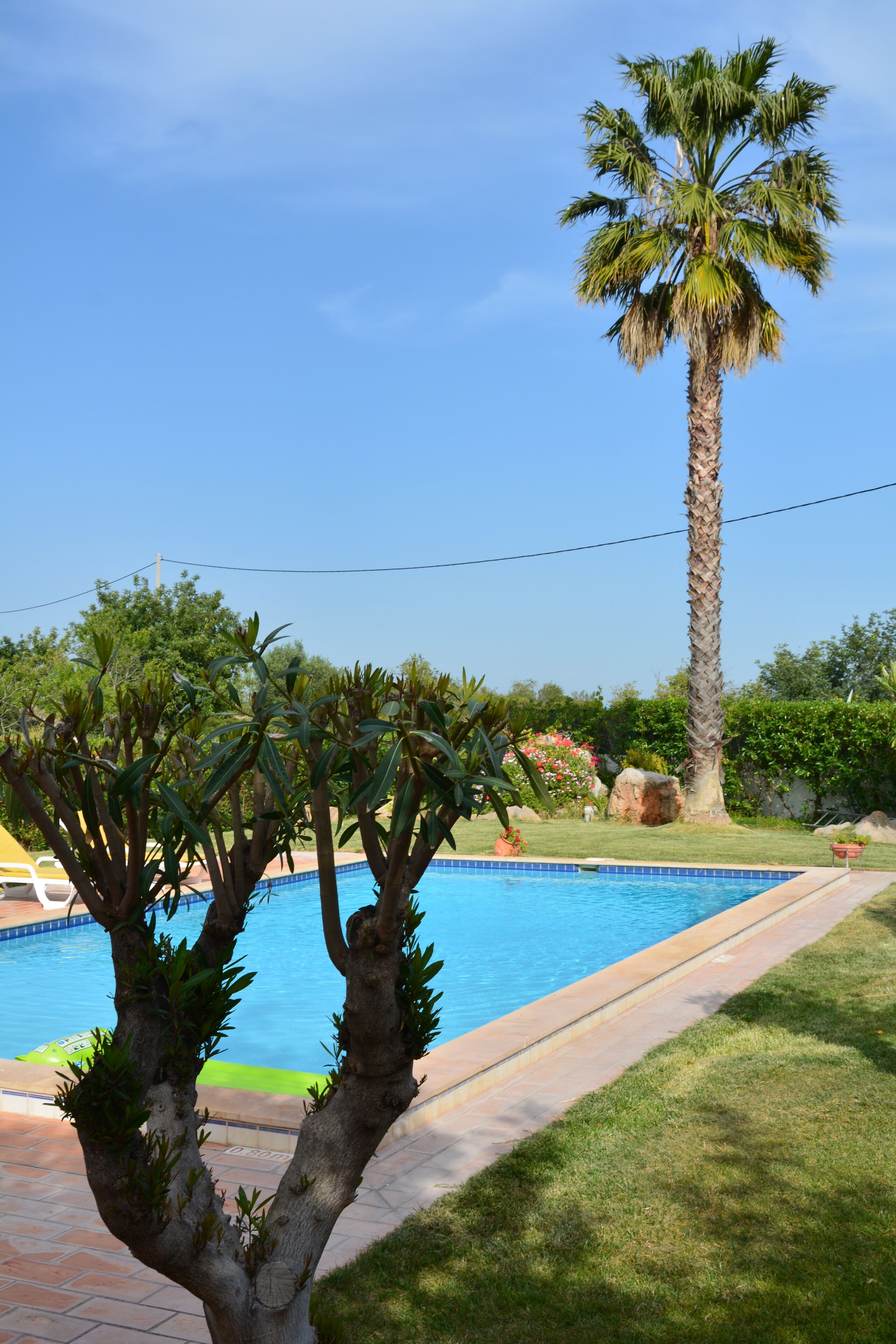 A swimming pool with a palm tree and a small tree in the foreground.