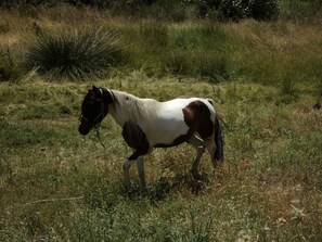 Property grounds - The oven of Leopoldo Conjunto Rural (Guadalajara)