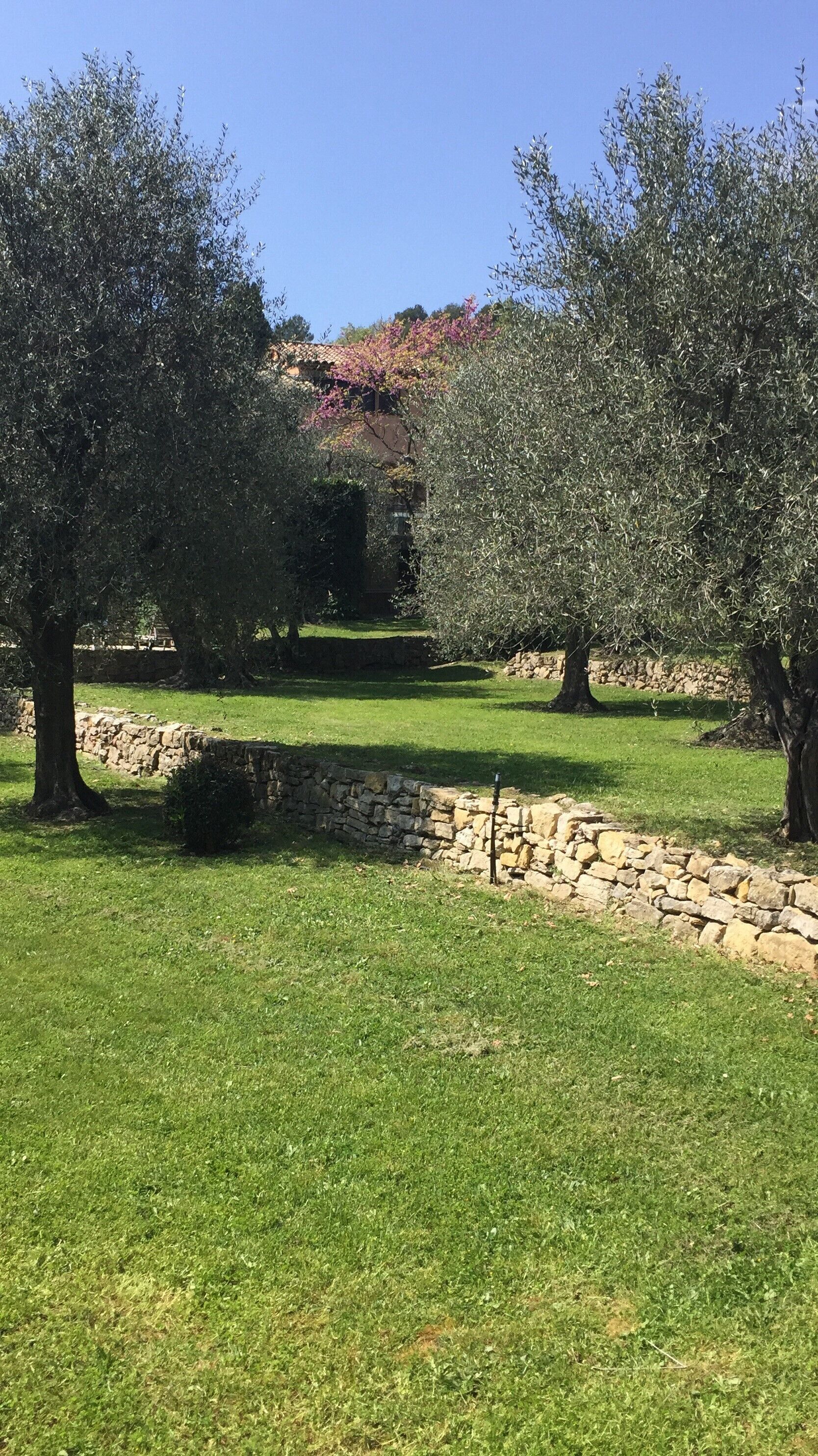 Un uliveto con muretti a secco e un cielo azzurro intenso.