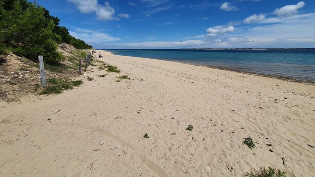 Ein sandiger Strand mit Holzlattenzaun und vereinzelter Vegetation.