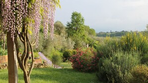 Un jardin agrémenté d’un arbre de glycine, de divers arbustes et d’un mur en pierre.