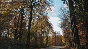Una carretera bordeada por altos árboles con follaje otoñal.