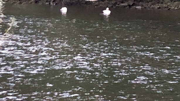 A river with two swans swimming. - A terraced mews cottage close to the banks of the River Wye with beautiful views (Symonds Yat West, Herefordshire)