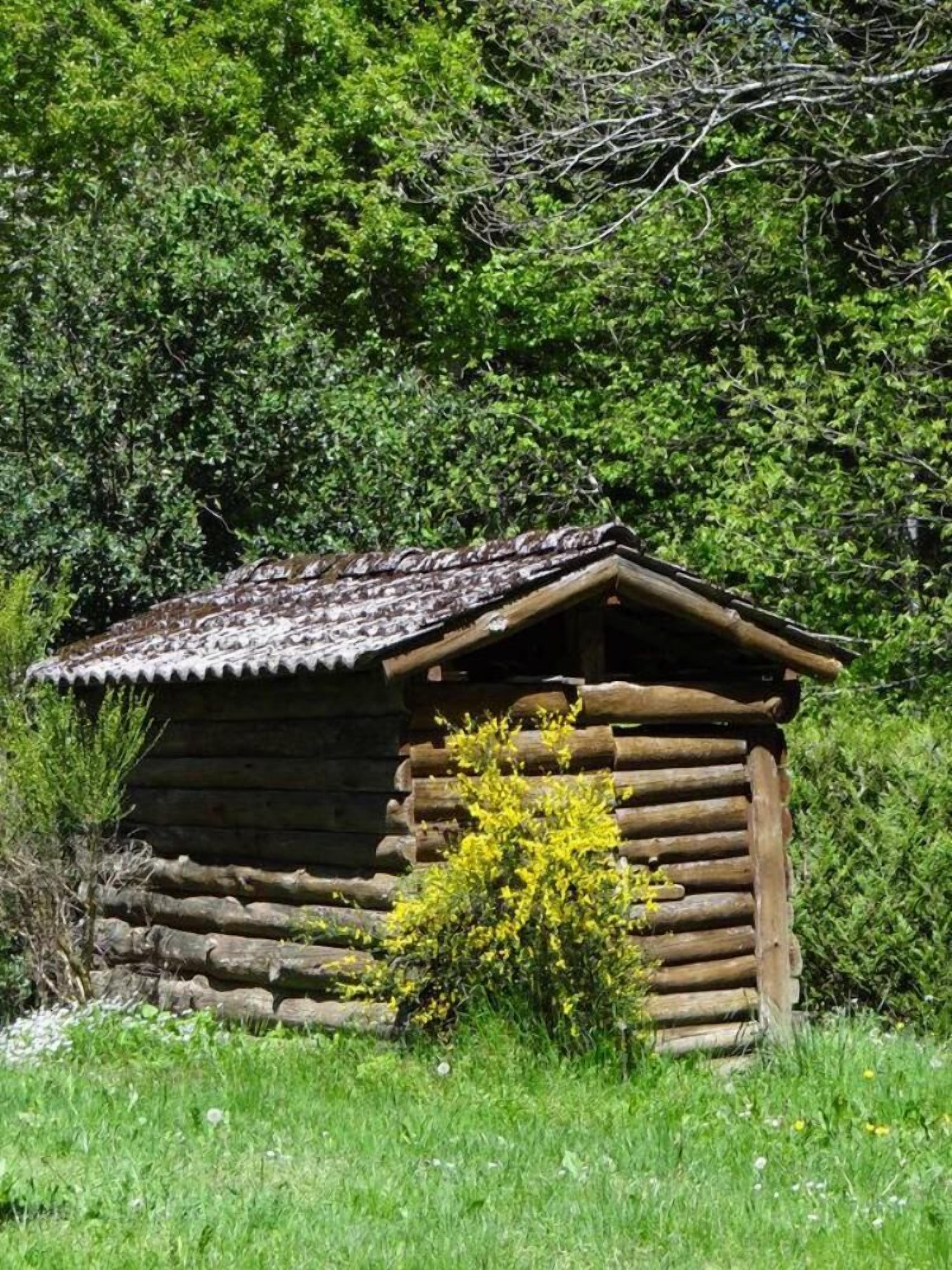 Un rustico cottage in legno con tetto spiovente, immerso nel verde e decorato con un cespuglio fiorito.