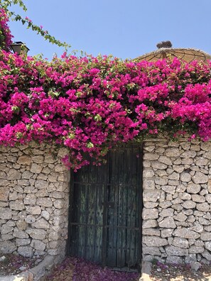 Eine steinerne Mauer mit einer rustikalen Tür, dicht bewachsen mit leuchtend rosa Bougainvillea.