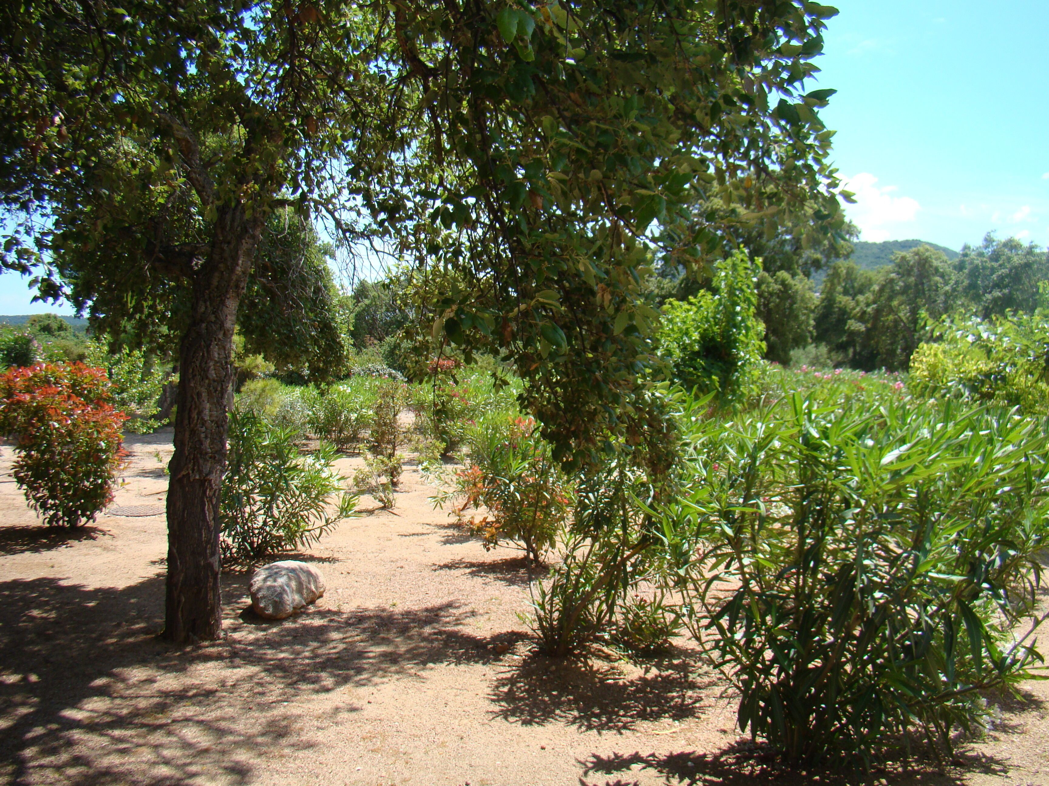 A garden with various plants and trees, a dirt path, and a large rock.