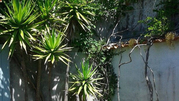 A courtyard with various plants, a stone wall, and a metal ladder.