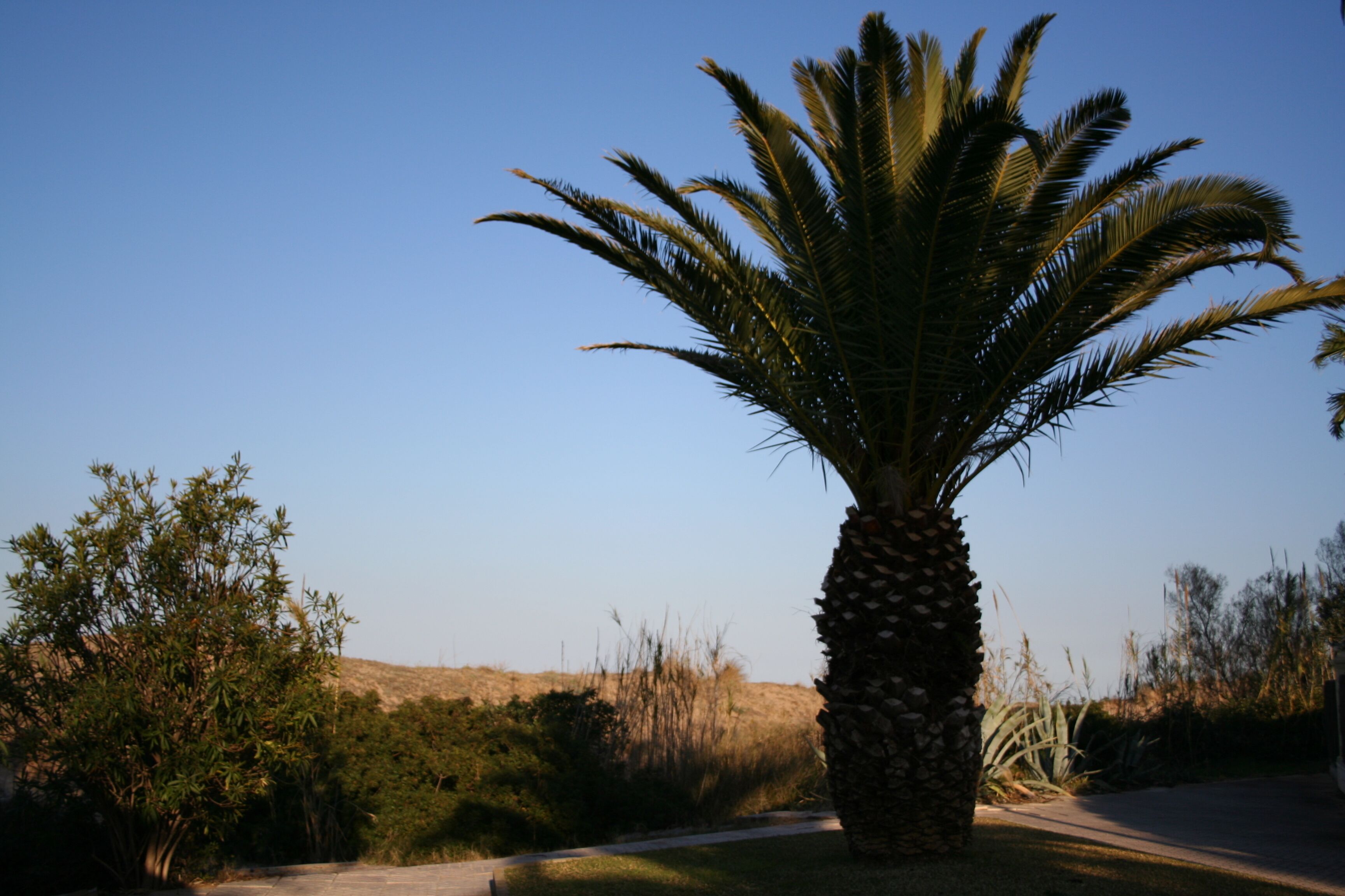 Una palmera en un entorno natural con cielo despejado.
