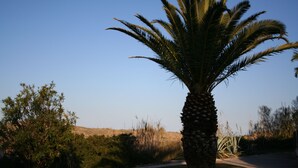 Una palmera en un entorno natural con cielo despejado.
