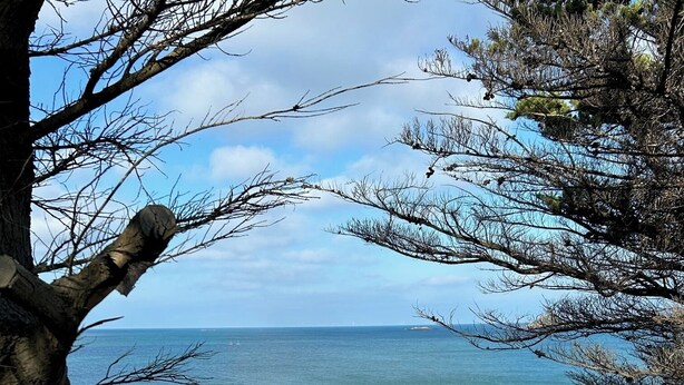 A beach with clear water, sandy shore, and trees.