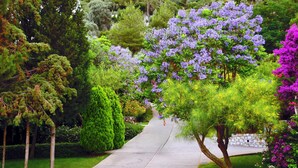 Un sendero bordeado por diversos árboles y arbustos, incluyendo un árbol destacado con flores moradas.