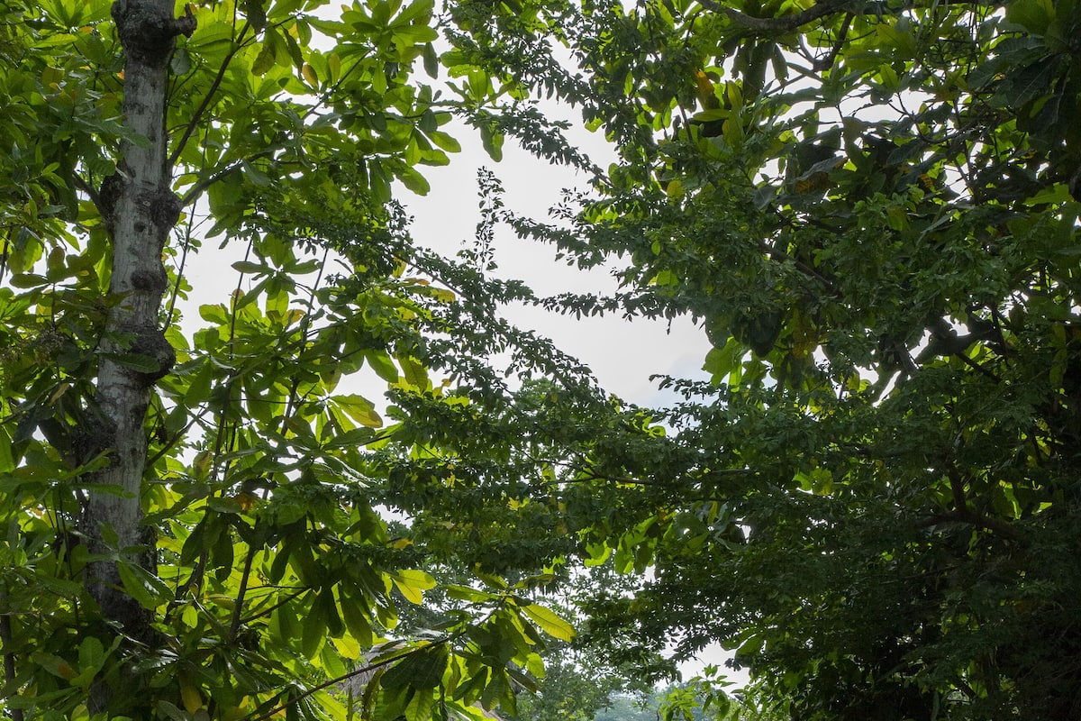 Een rieten hutje, omringd door weelderige begroeiing en bomen.