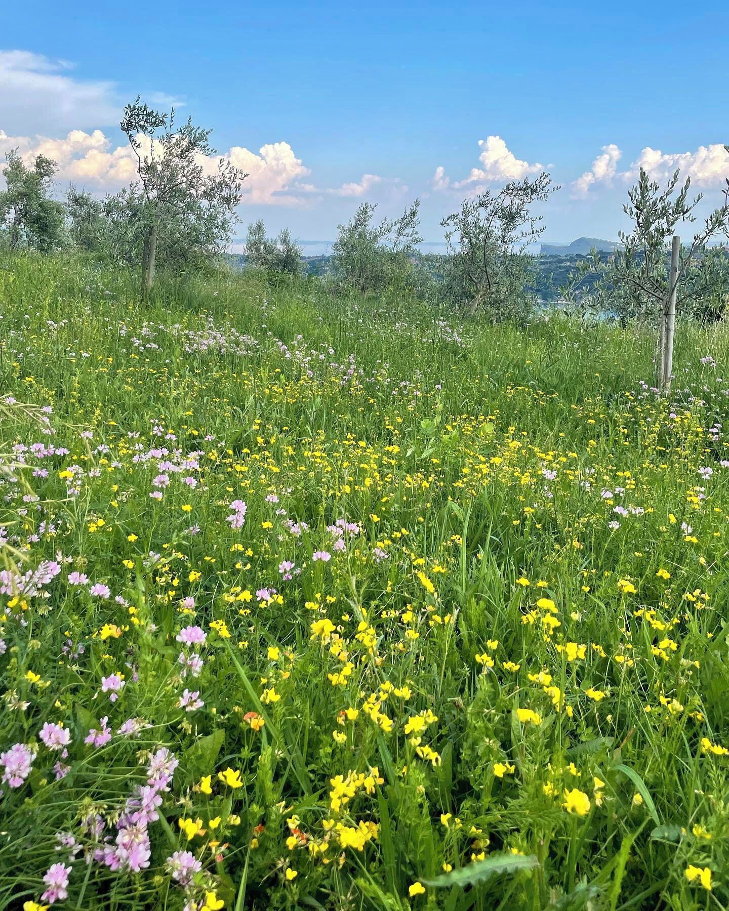 A field of wildflowers with a clear sky and distant mountains.