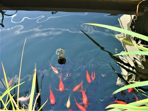 Un bassin avec des carpes koï et un élément décoratif aquatique.