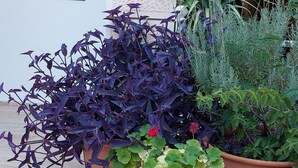 Des plantes en pot aux feuilles violettes et vertes, placées devant un mur de briques blanches et un mur recouvert de carreaux bleus à motifs.