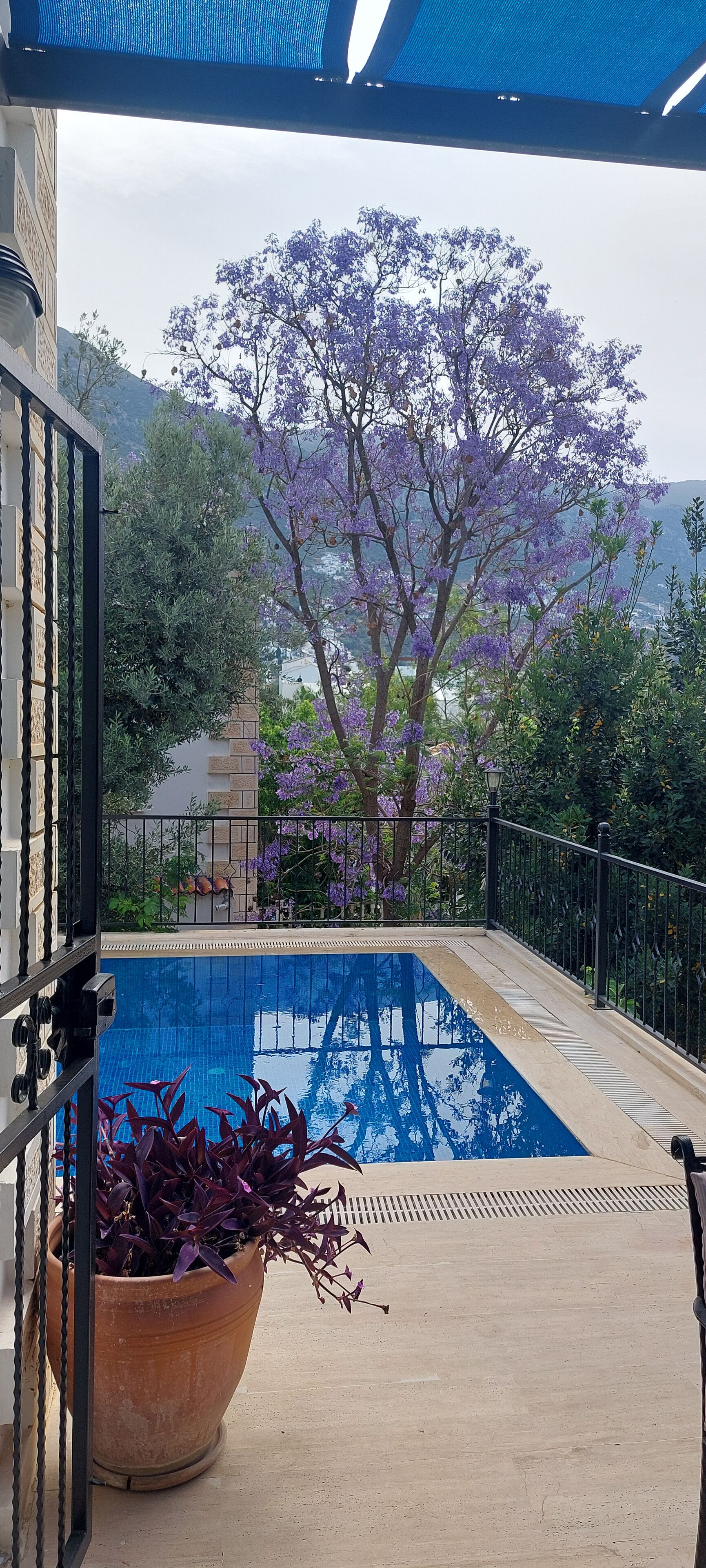 Piscina com vista para árvores floridas de cor roxa e uma paisagem montanhosa.