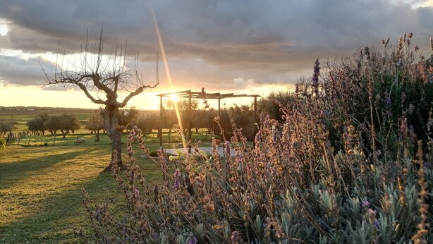 A vineyard with a pergola and lavender plants.