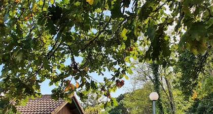 Ô'3 - Exterior wooden house - 150m from the Bassin beach - 50m from shops - 300m² from the garden