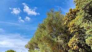 A stone pathway leading to a building surrounded by lush greenery and trees. - **PREMIUM PROPERTY** Beautiful finca with spectacular views and HEATED POOL (In Esporles)