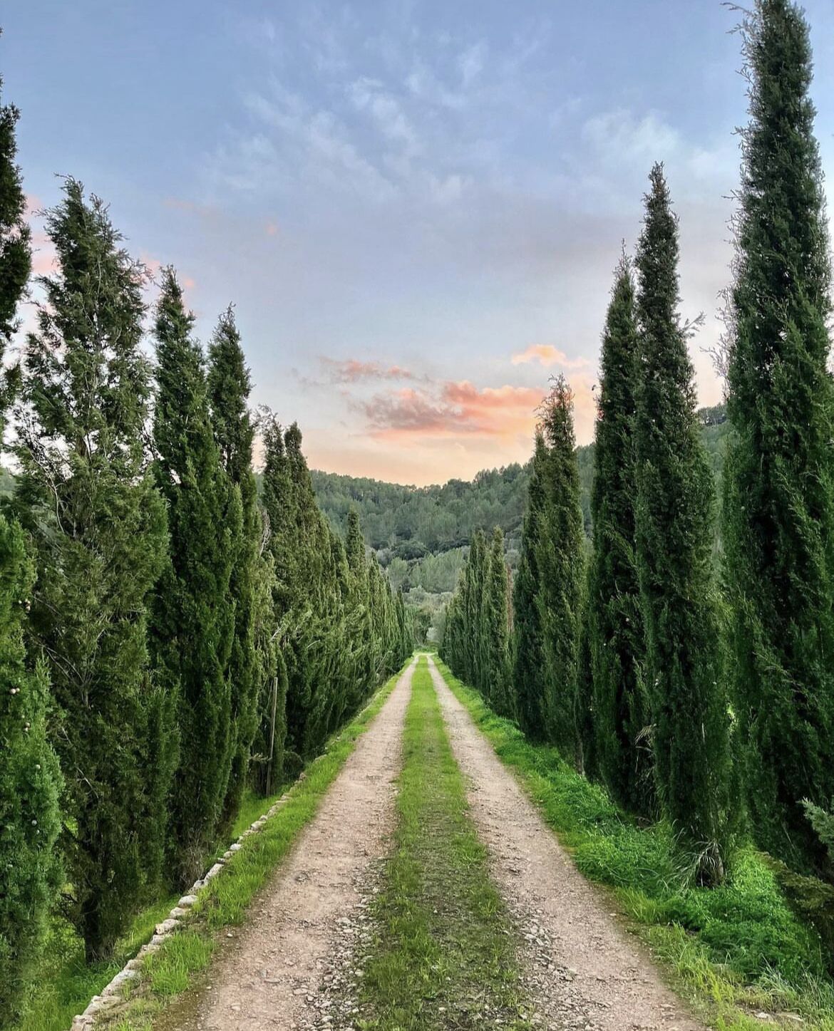 Un sentier de terre, bordé de grands arbres à feuilles persistantes, qui mène vers un paysage vallonné sous un ciel partiellement nuageux.