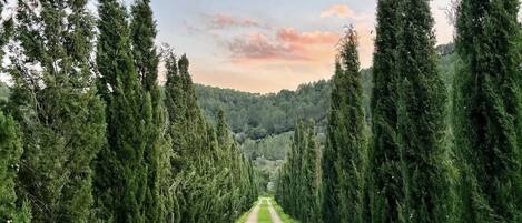 Un sentier de terre, bordé de grands arbres à feuilles persistantes, qui mène vers un paysage vallonné sous un ciel partiellement nuageux.