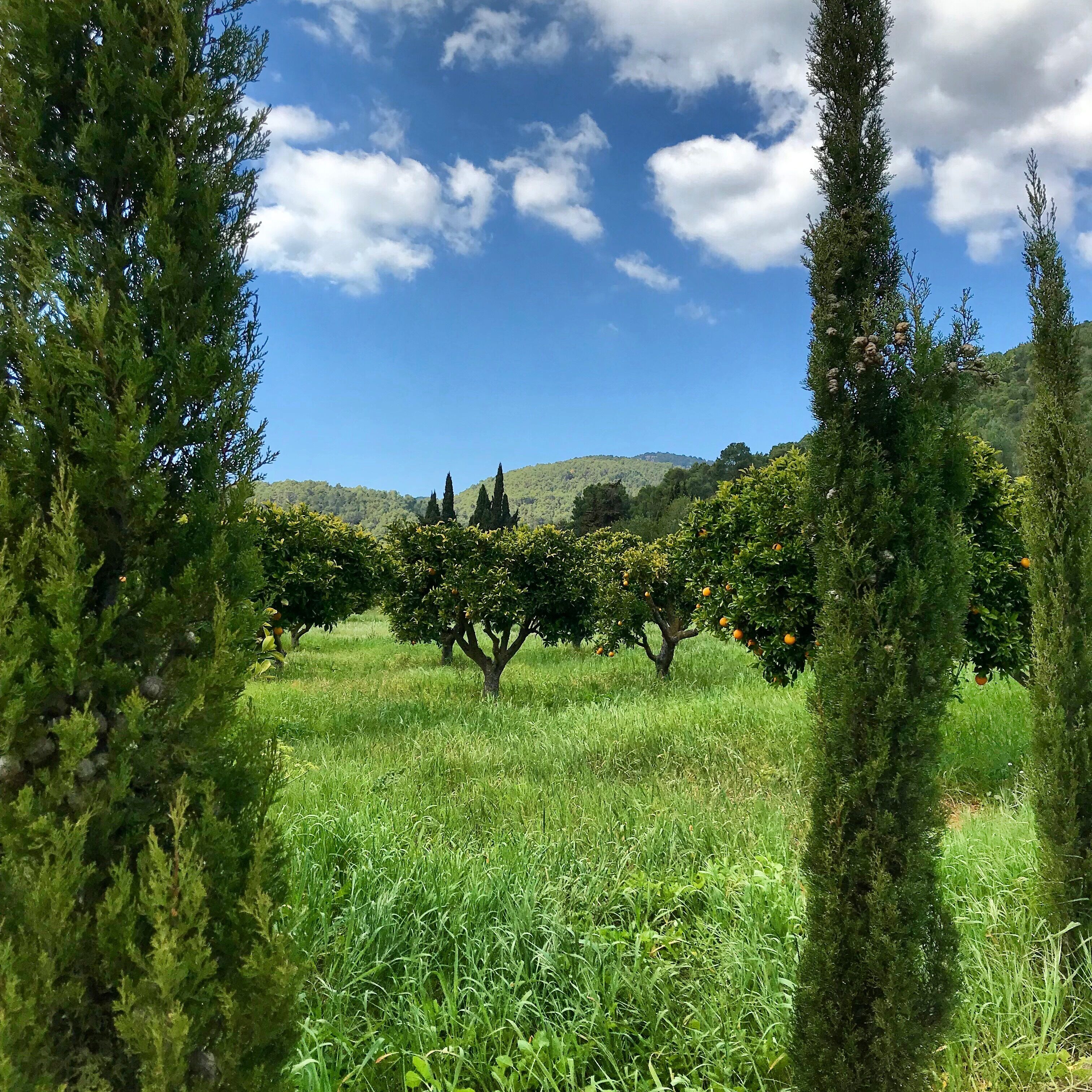 An orchard with trees bearing fruit, surrounded by grass and a clear sky.