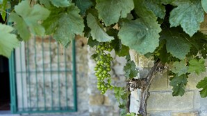 Una vite con grappoli d'uva verde che cresce addosso a un muro di pietra.