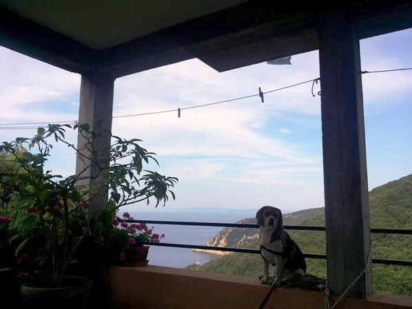 A dog sitting on a balcony with a view of a body of water and hills.