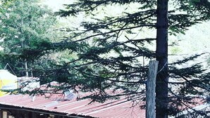 A rustic wooden building with a corrugated metal roof, a metal chair in front, and a tree in the background. - Comfort and brightness in Lucca (Lucca)