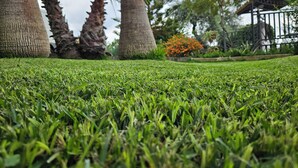 A well-maintained grassy area with palm trees and a structure in the background. - Villa surrounded by greenery with private pool  (Palazzolo Acreide)
