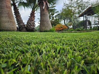 Apartment among olive trees in quiet area with private pool