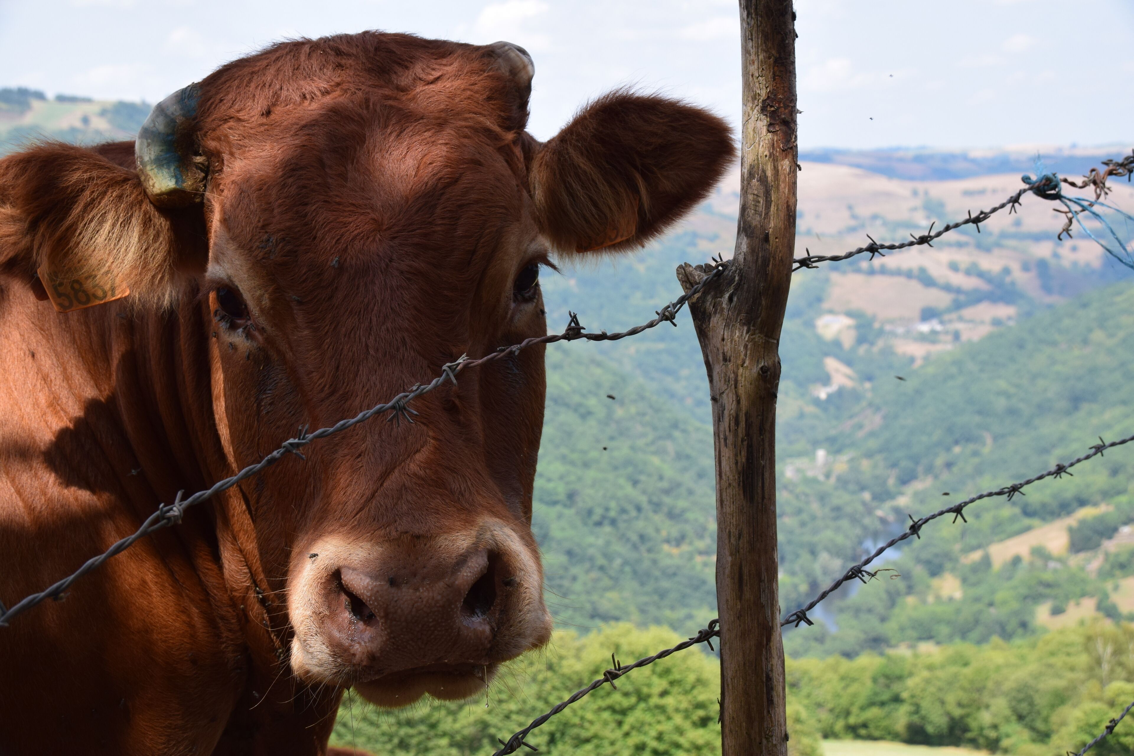 Een close-up van een bruine koe met een oorkenmerk, staand achter een prikkeldraad hek met een groen landschap op de achtergrond.