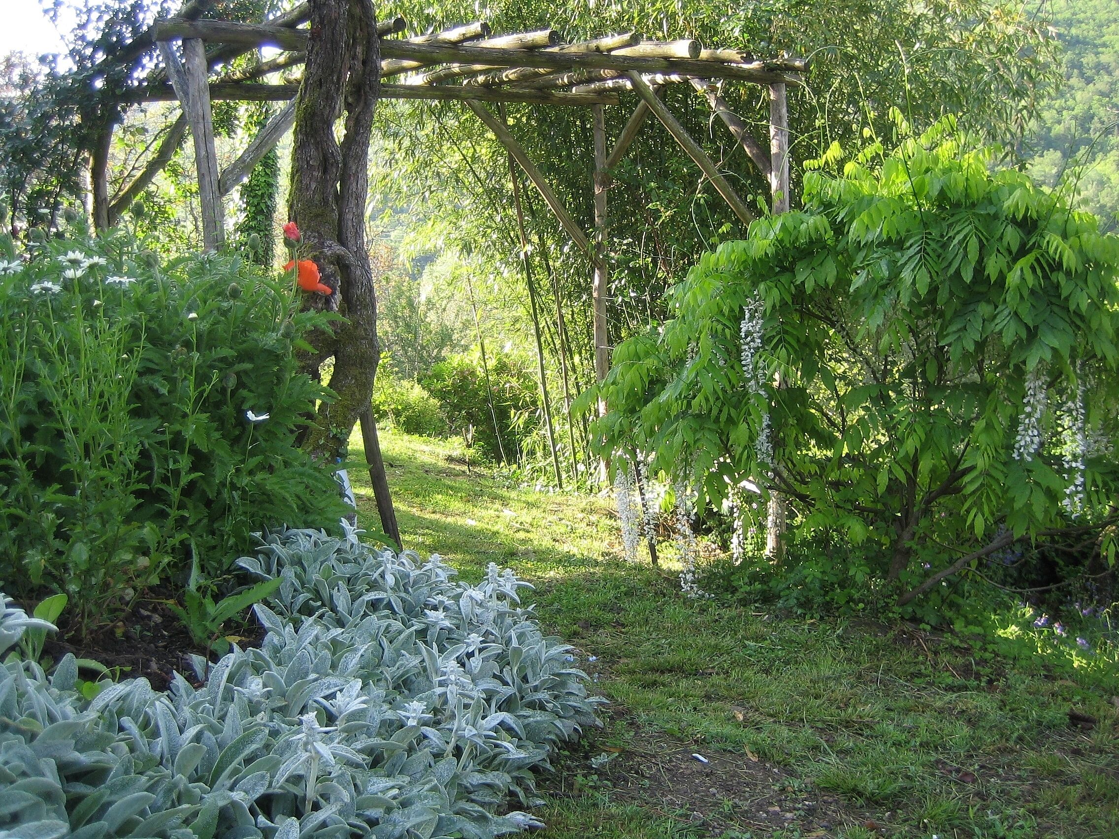 A garden with a wooden pergola, various plants, and a grassy area.