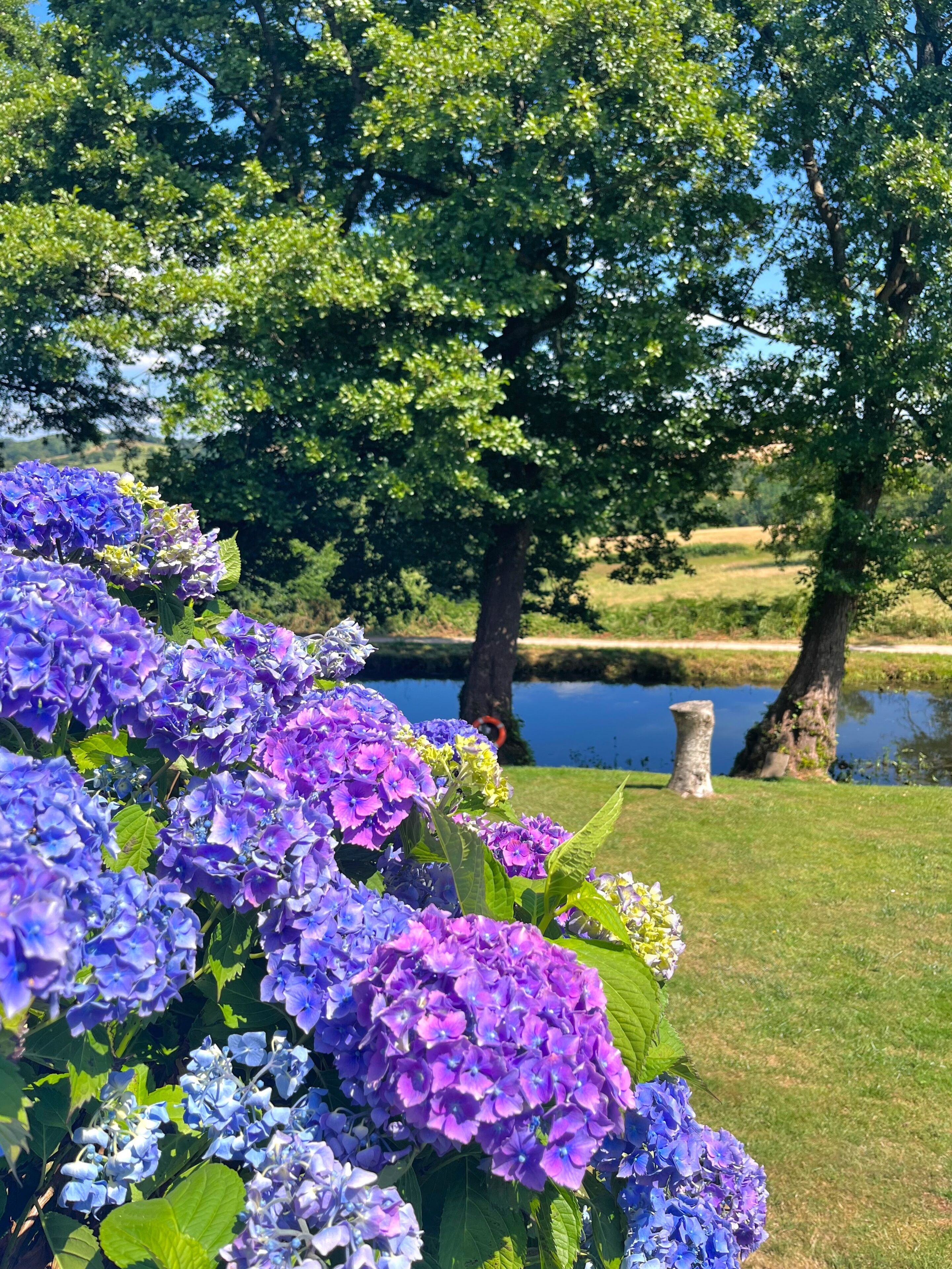 A garden with hydrangea flowers and a pond.