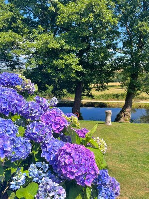 A garden with hydrangea flowers and a pond.