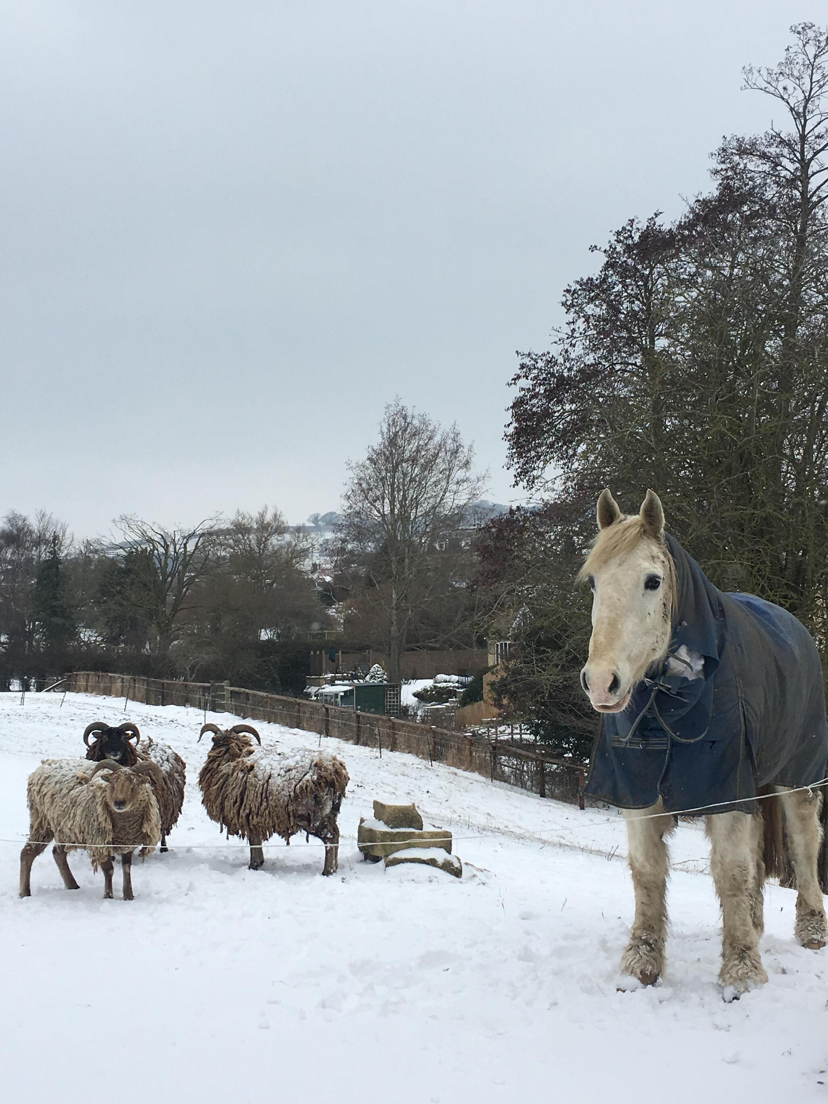 Zona esterna innevata con un cavallo e due pecore.