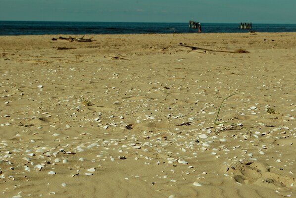 A sandy beach with scattered seashells and a few people in the distance.