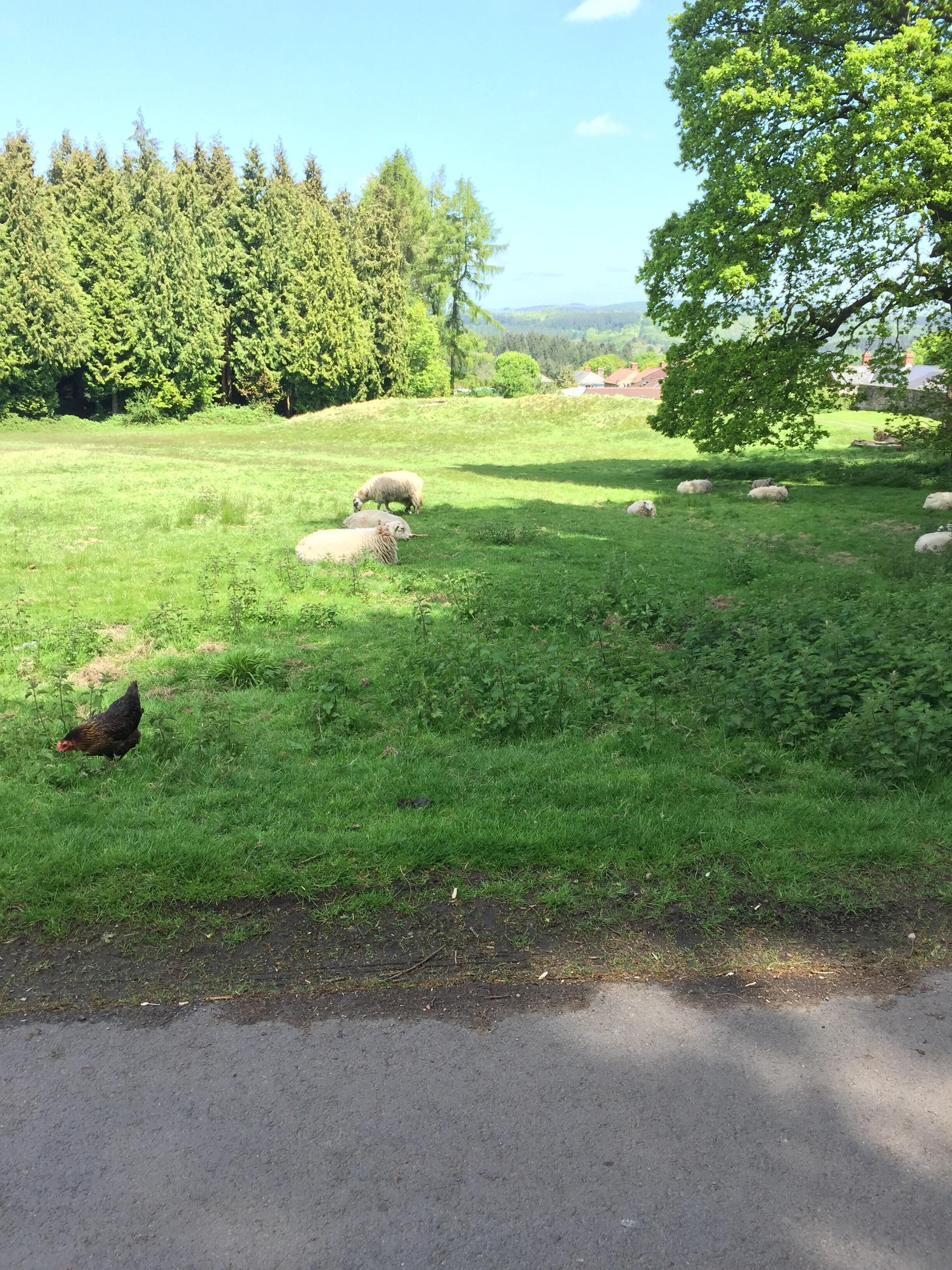 Un campo cubierto de hierba con ovejas y una gallina, árboles al fondo y un camino en primer plano.