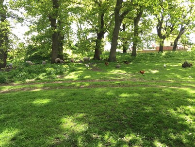 🌿 Peaceful & Cosy Cottage Stay in the Forest of Dean 🌳🐑