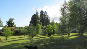 Un espace extérieur verdoyant, avec des arbres et un chien.