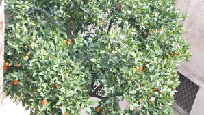 A tree with oranges in a courtyard with a tiled floor and a small garden bed. - Rome: NEW from 3 up to 11 people Central, Modern and bright (Roma)