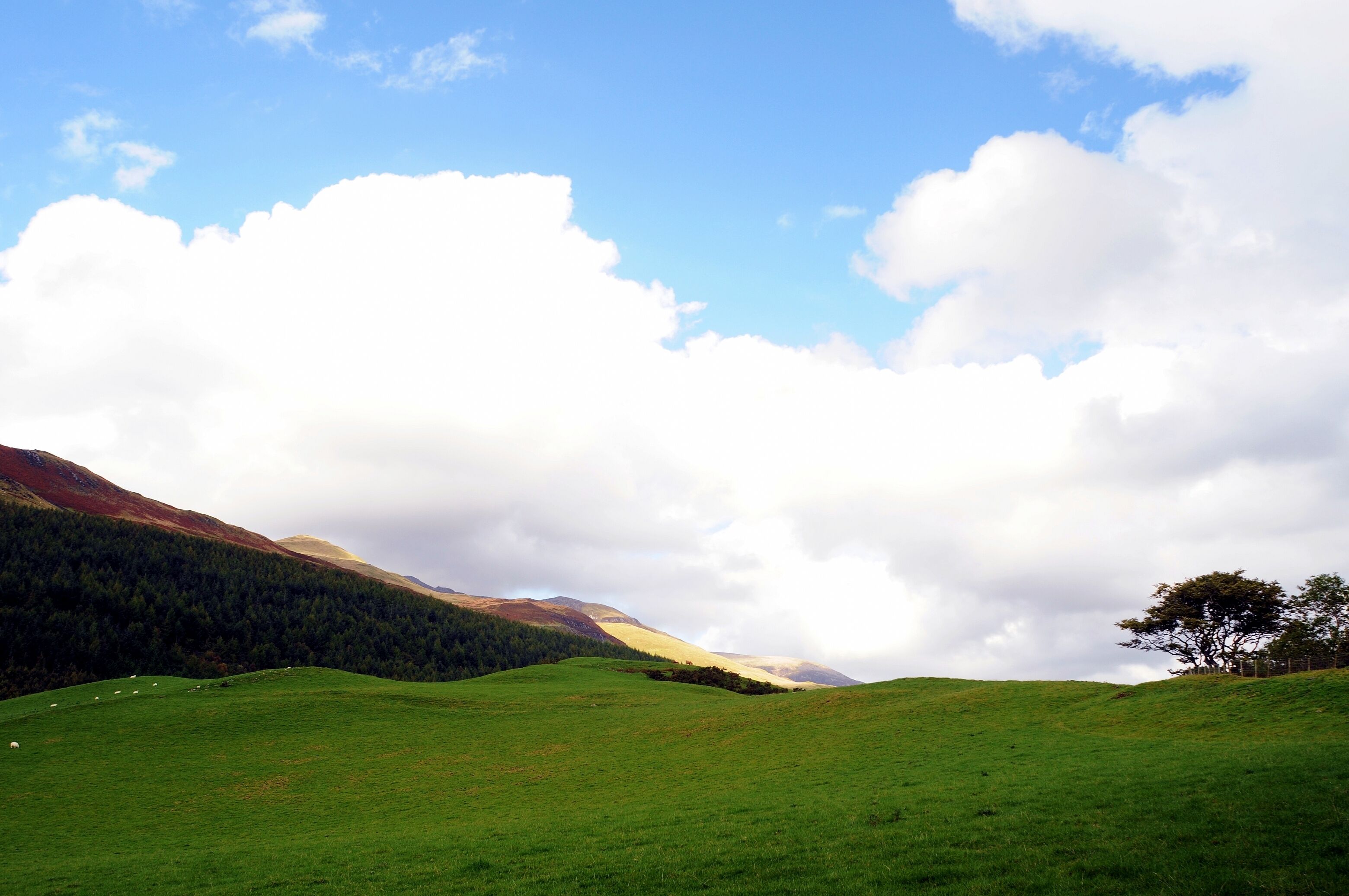 Ein grünes Feld mit einem einzelnen Baum und einem Berg im Hintergrund.