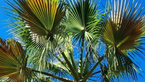 A palm tree with a textured trunk and fan-shaped leaves against a clear blue sky. - Villa CASA VERDE with private parking and swimming pool. WIFI, A/C, Terraces and BBCOA⭐⭐⭐⭐⭐ (sant francesc)