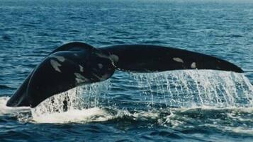 Beach nearby, sun loungers, beach towels