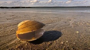 A shell on a beach with a clear sky. - Home from Home -  Cosy Cottage in Whale Watching Country (Little River)