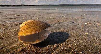 Koti kotoa - viihtyisä mökki valaiden tarkkailijamaassa