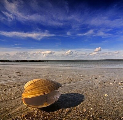 Home from Home -  Cosy Cottage in Whale Watching Country